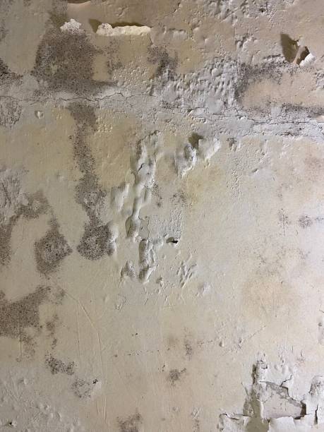 Best Mold Removal Near Me  in Bay Hill, FL