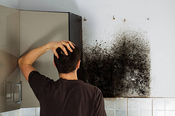 Mold Testing and Removal in Bay Hill, FL