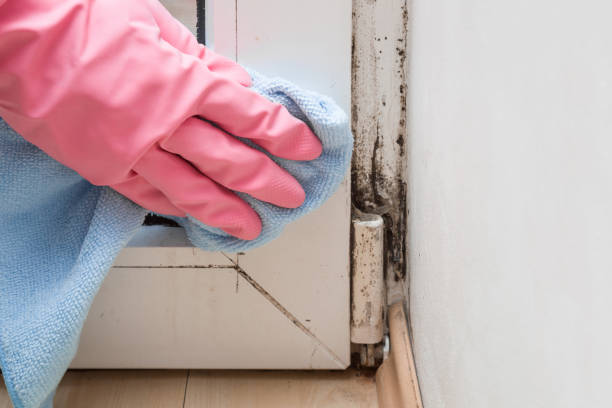 Professional Mold Removal in Bay Hill, FL